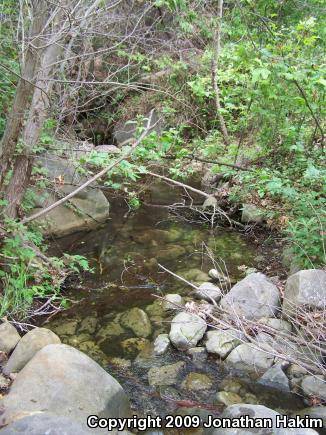 Southwestern Pond Turtle (Actinemys marmorata pallida)