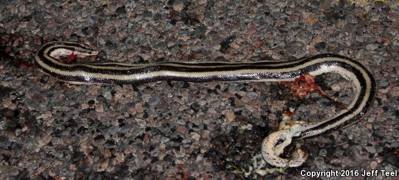 Mexican Rosy Boa (Lichanura trivirgata trivirgata)