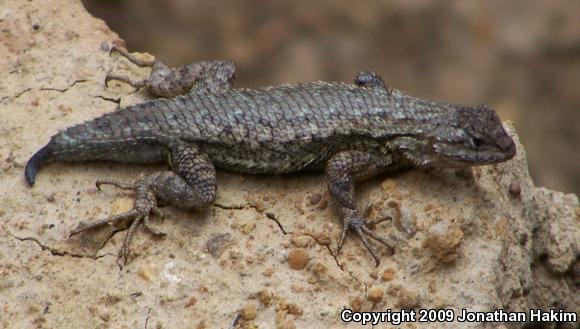 Coast Range Fence Lizard (Sceloporus occidentalis bocourtii)