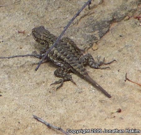 Coast Range Fence Lizard (Sceloporus occidentalis bocourtii)