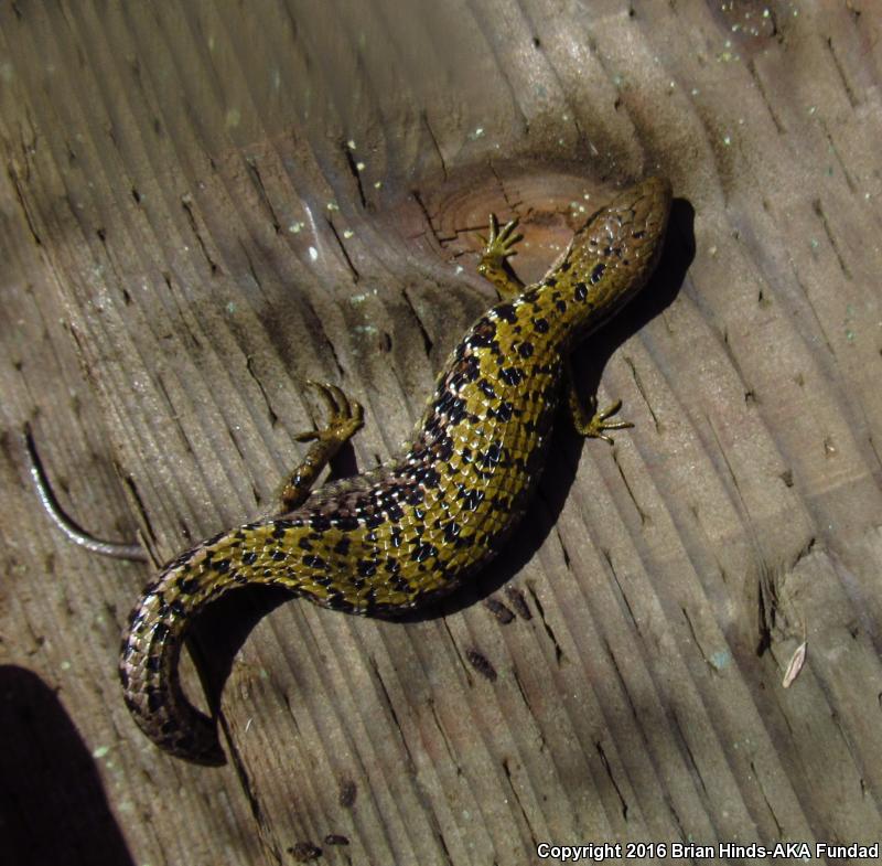 Shasta Alligator Lizard (Elgaria coerulea shastensis)