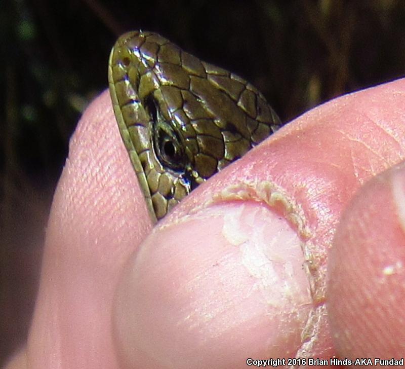 Shasta Alligator Lizard (Elgaria coerulea shastensis)