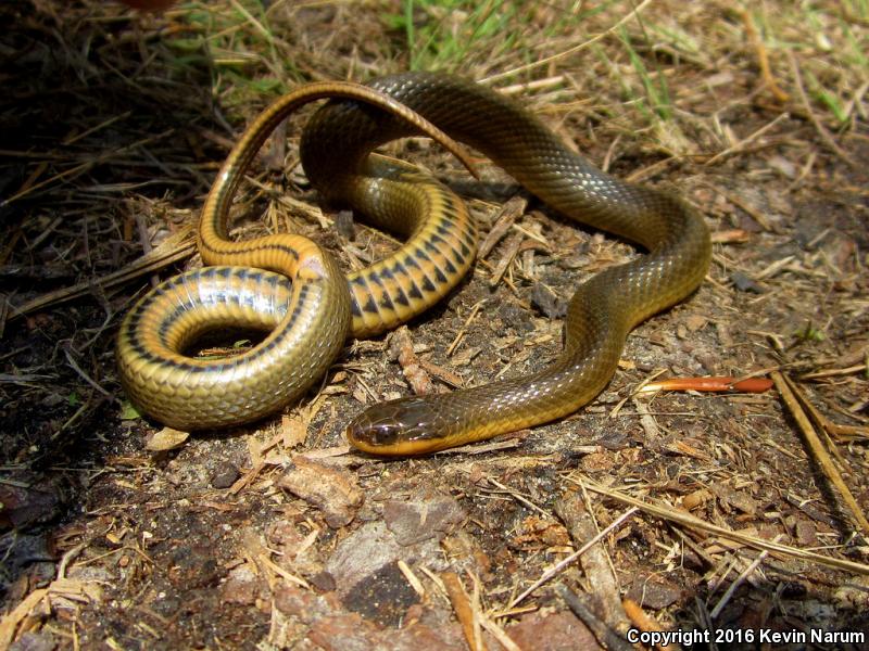 Gulf Crayfish Snake (Regina rigida sinicola)