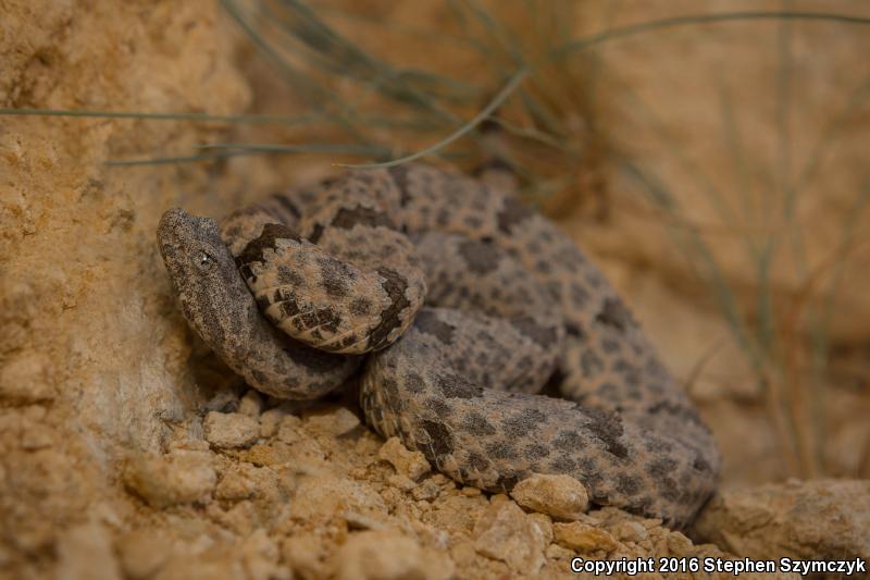 Mottled Rock Rattlesnake (Crotalus lepidus lepidus)