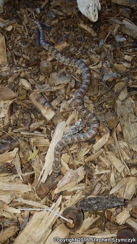 Chihuahuan Hook-nosed Snake (Gyalopion canum)