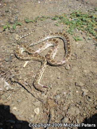 Pacific Gopher Snake (Pituophis catenifer catenifer)