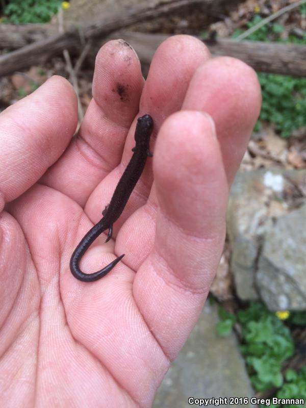 Northern Ravine Salamander (Plethodon electromorphus)