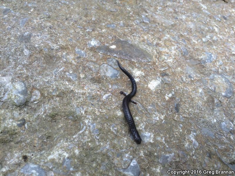 Northern Ravine Salamander (Plethodon electromorphus)