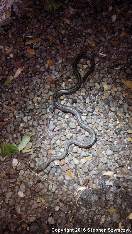 Baird's Ratsnake (Pantherophis bairdi)