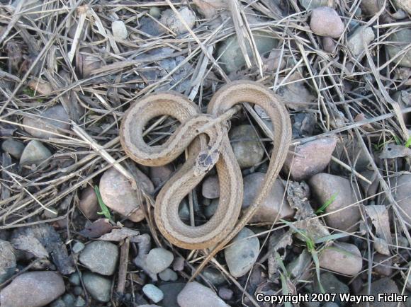 Northern Brownsnake (Storeria dekayi dekayi)