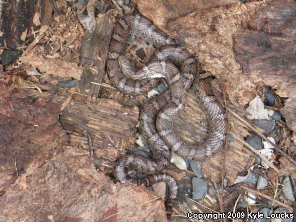 Eastern Milksnake (Lampropeltis triangulum triangulum)