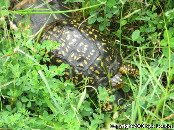 Eastern Box Turtle (Terrapene carolina carolina)