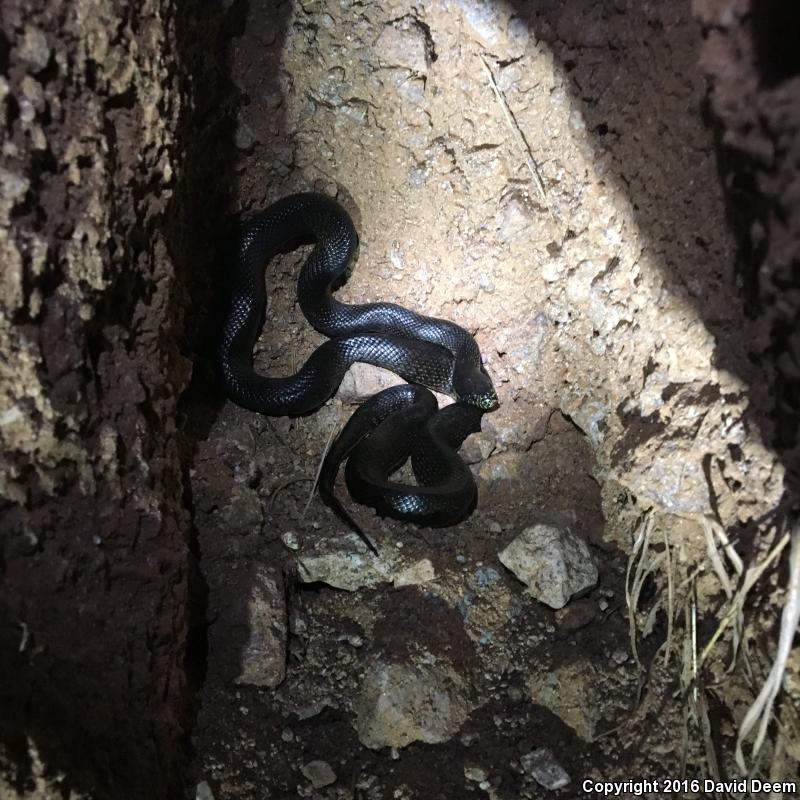 Western Black Kingsnake (Lampropeltis getula nigrita)