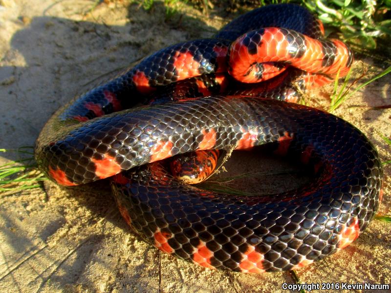 Western Mudsnake (Farancia abacura reinwardtii)