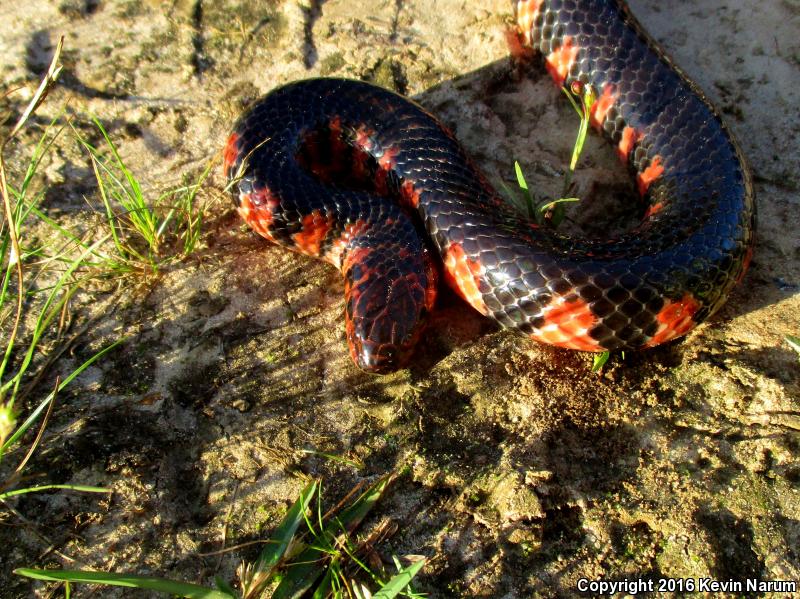 Western Mudsnake (Farancia abacura reinwardtii)