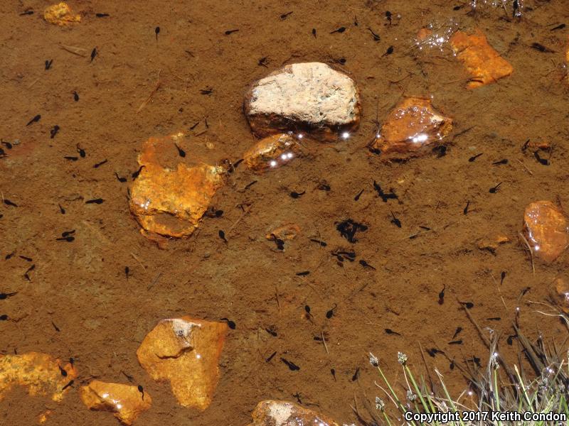 Yosemite Toad (Anaxyrus canorus)