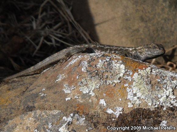 Coast Range Fence Lizard (Sceloporus occidentalis bocourtii)