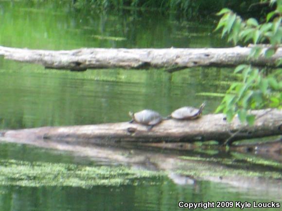 Eastern Painted Turtle (Chrysemys picta picta)