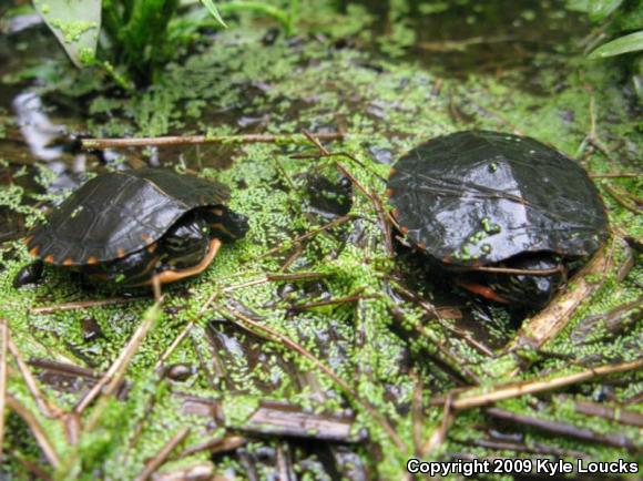 Eastern Painted Turtle (Chrysemys picta picta)