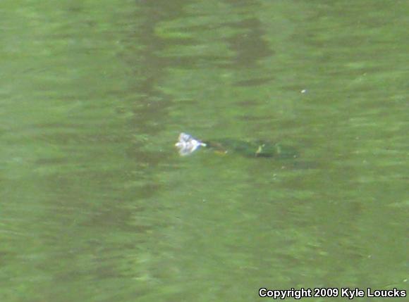 Eastern Painted Turtle (Chrysemys picta picta)