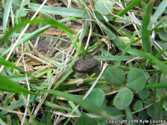 Eastern American Toad (Anaxyrus americanus americanus)