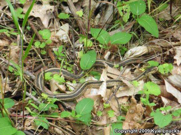 Eastern Gartersnake (Thamnophis sirtalis sirtalis)