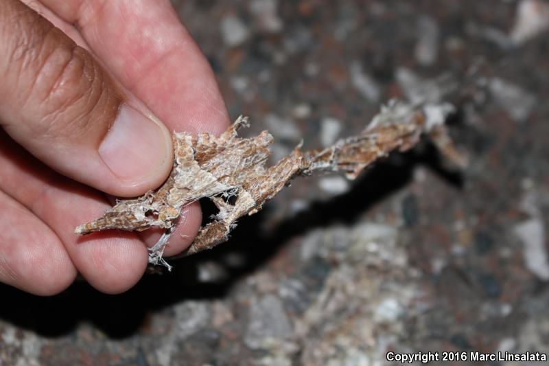 Broad-banded Copperhead (Agkistrodon contortrix laticinctus)