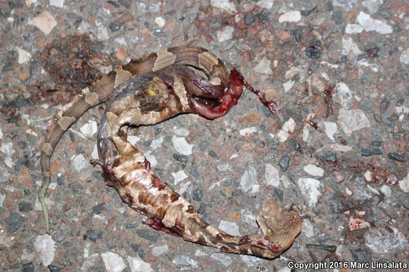 Broad-banded Copperhead (Agkistrodon contortrix laticinctus)