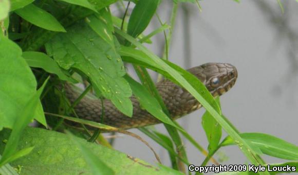 Northern Watersnake (Nerodia sipedon sipedon)