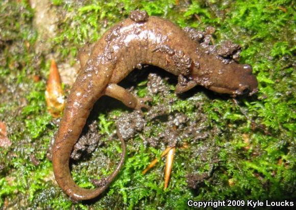 Northern Dusky Salamander (Desmognathus fuscus)