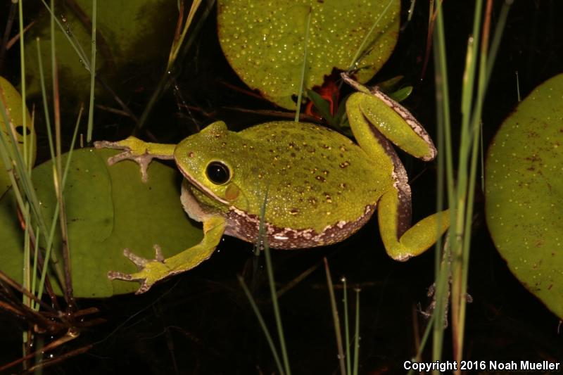 Barking Treefrog (Hyla gratiosa)