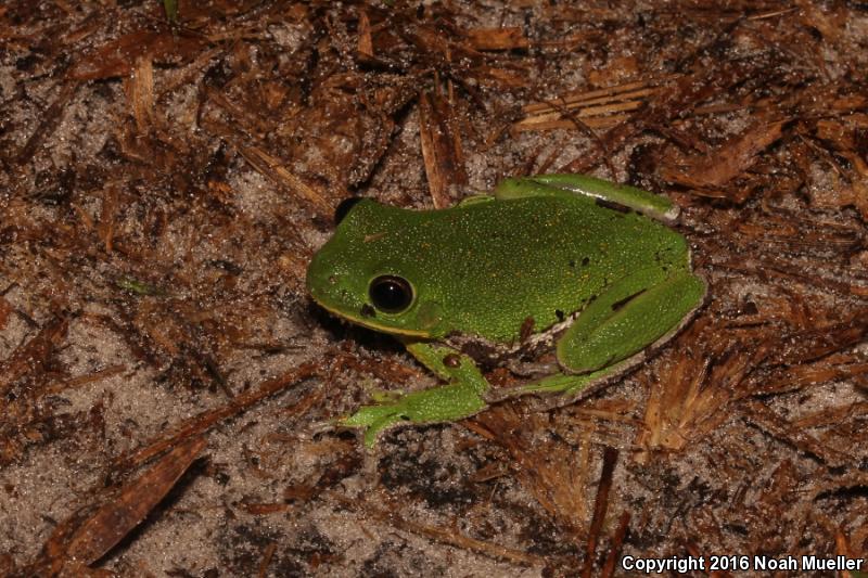 Barking Treefrog (Hyla gratiosa)