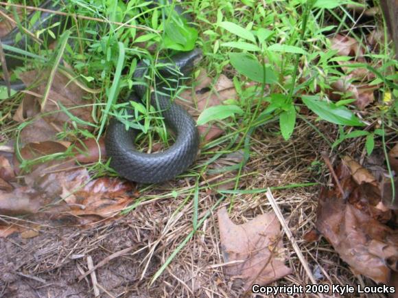 Northern  Black Racer (Coluber constrictor constrictor)