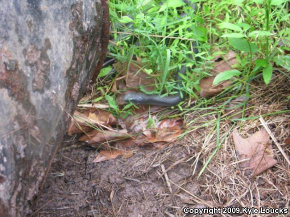 Northern  Black Racer (Coluber constrictor constrictor)