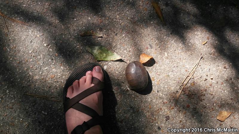 Yellow Mud Turtle (Kinosternon flavescens)