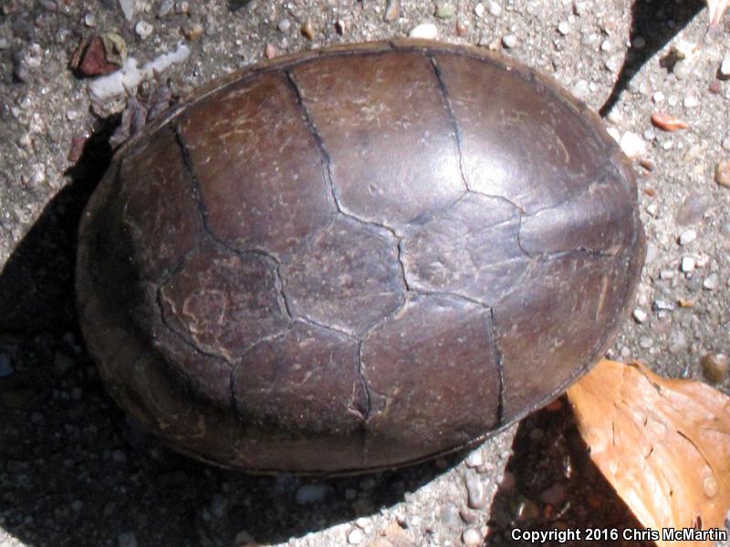 Yellow Mud Turtle (Kinosternon flavescens)