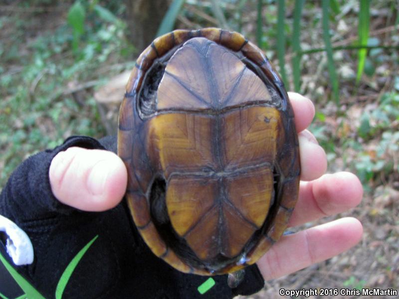 Yellow Mud Turtle (Kinosternon flavescens)