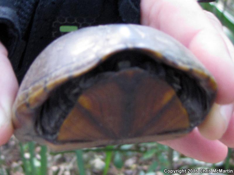 Yellow Mud Turtle (Kinosternon flavescens)