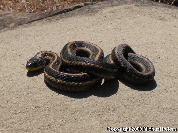 Diablo Gartersnake (Thamnophis atratus zaxanthus)