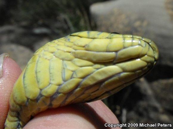 Diablo Gartersnake (Thamnophis atratus zaxanthus)