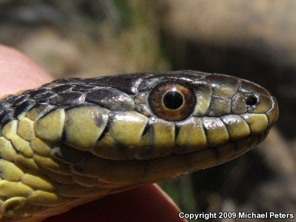 Diablo Gartersnake (Thamnophis atratus zaxanthus)