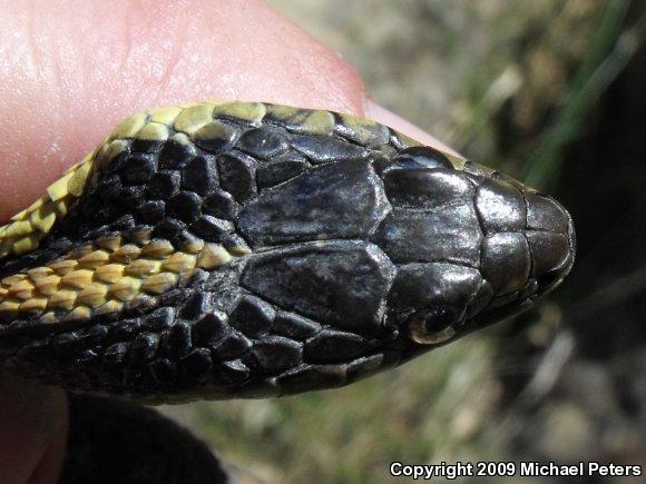 Diablo Gartersnake (Thamnophis atratus zaxanthus)