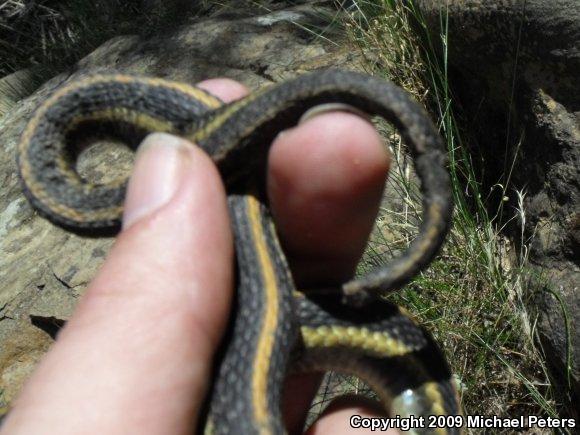 Diablo Gartersnake (Thamnophis atratus zaxanthus)