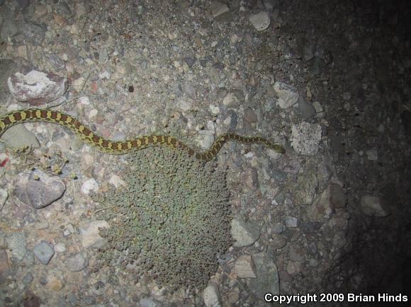 Sonoran Gopher Snake (Pituophis catenifer affinis)