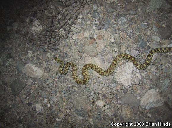 Sonoran Gopher Snake (Pituophis catenifer affinis)