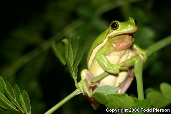 Green Treefrog (Hyla cinerea)