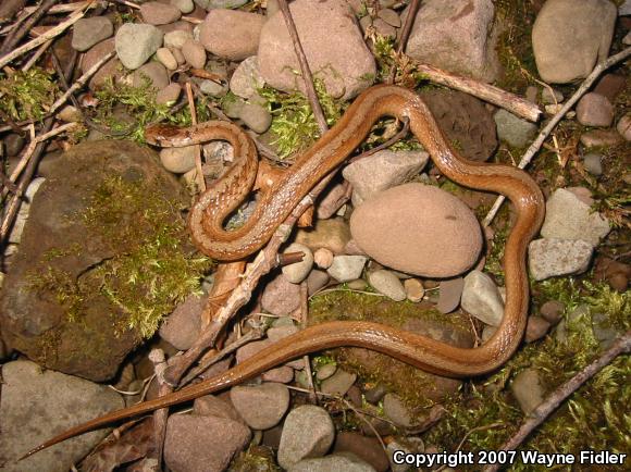 Northern Brownsnake (Storeria dekayi dekayi)