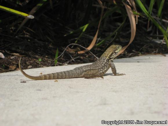 Northern Curly-tailed Lizard (Leiocephalus carinatus)