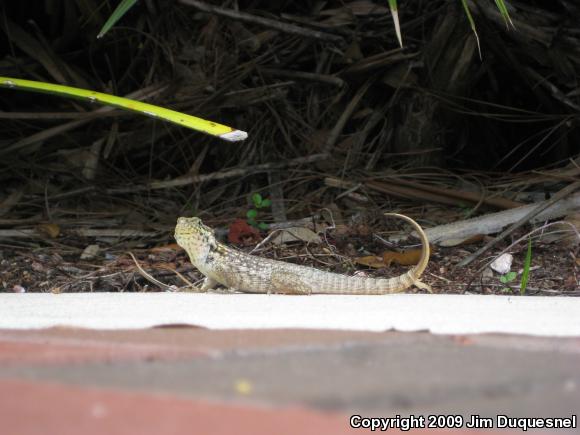 Northern Curly-tailed Lizard (Leiocephalus carinatus)