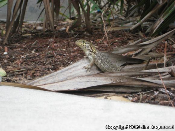 Northern Curly-tailed Lizard (Leiocephalus carinatus)